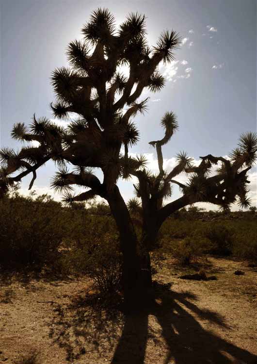 joshua tree